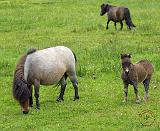 Pony and Foal 8J061D-09